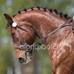 stock-photo-6263615-2-neck