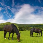 horsebox-finance