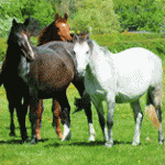 Central-England-horseboxes