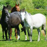 Central England Horseboxes