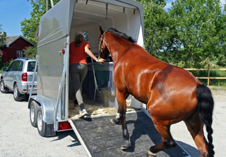 horse-trailer-loading