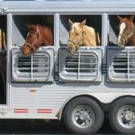 happy horses horsebox