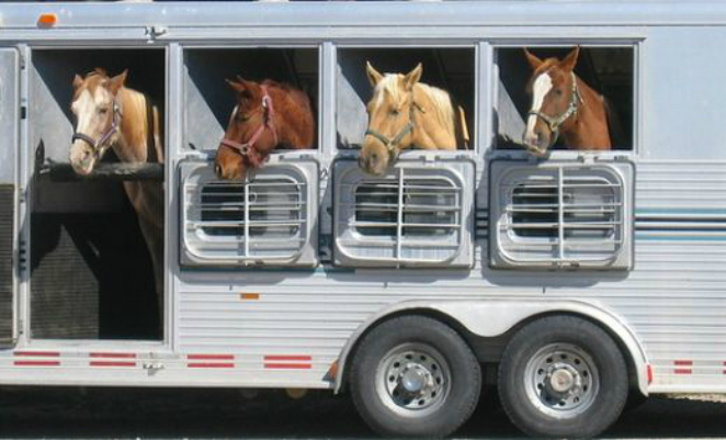 happy horses horsebox