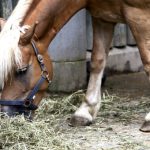 horse nutrition guide