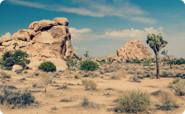 Joshua Tree - Caravan Camping