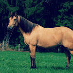 Horse Rugs, Horse Boots & Horsebox Finance
