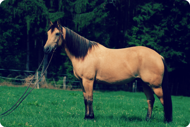 Horse Rugs, Horse Boots & Horsebox Finance