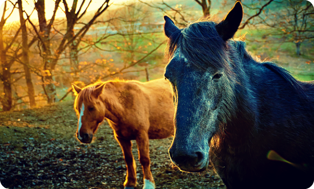 horses
