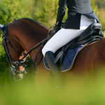 Horsebox-finance-500_11